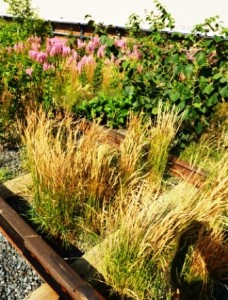 High Line Garden-Calamagrostis brachytricha-with railroad tracks showing-resized-2