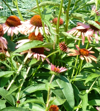 High Line Garden-close up of Echinacea purpurea-3-resized