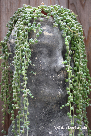 Senecio Rowleyanus String of Pearls - eSucculent