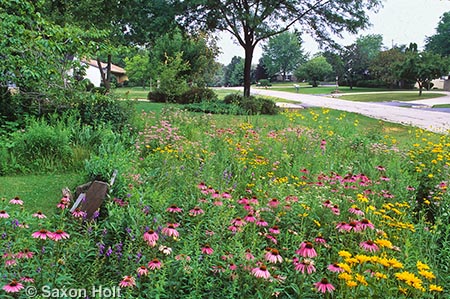 Prairie front yard