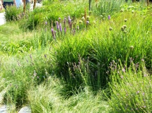 liatris, allium and daphea, ornamental grasses-a prairie garden