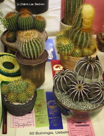 Cactus show table