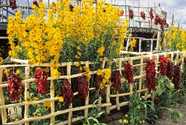 Chile_ristras_with_Maximilian_Sunflowers_Velarde,_NM_September_MANN_003.jpg-revised