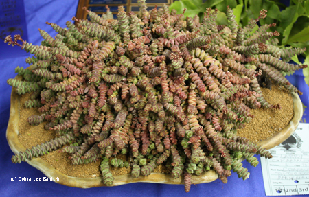 Crassula sp marneriana