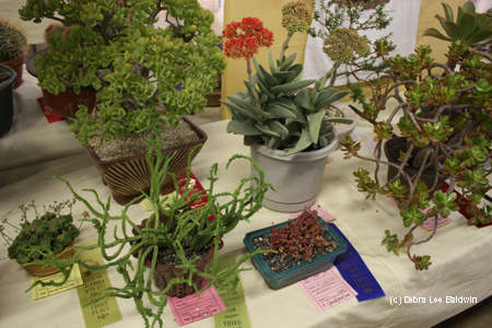 Crassula table, C elegans