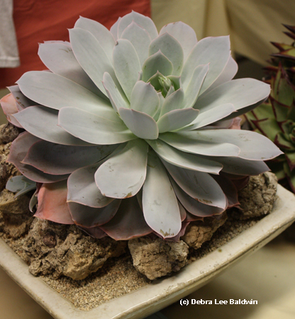 Echeveria Cante