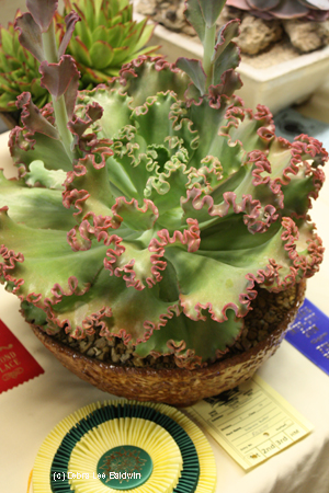 Echeveria, ruffled