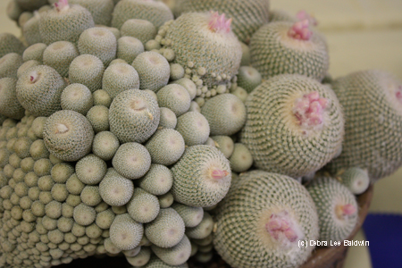 Epithelantha chihuahuensis