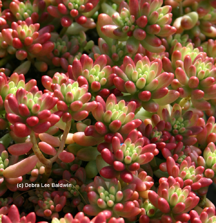 Jelly beans