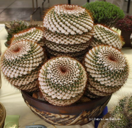 Mammillaria canelensis