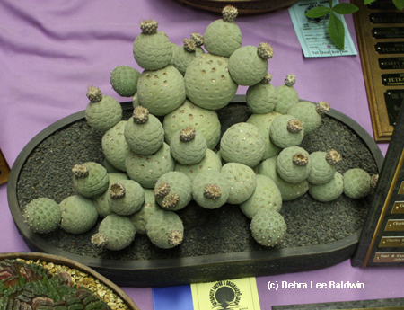 Tephrocactus, trophy table