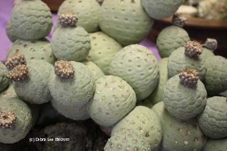 Tephrocactus2