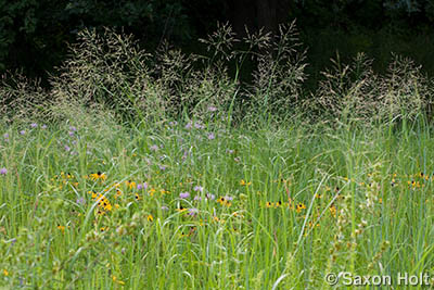 holt_1008_430 switch grass, Crow-Hassan Park, prairie reserve