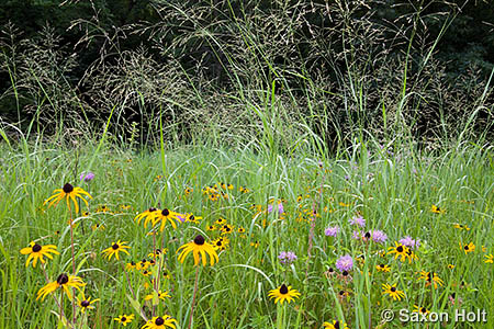 holt_1008_432 Rudbeckia and Panicum in prairie