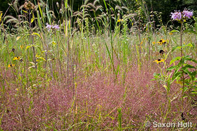 holt_1008_455 Muhly grass in prairie