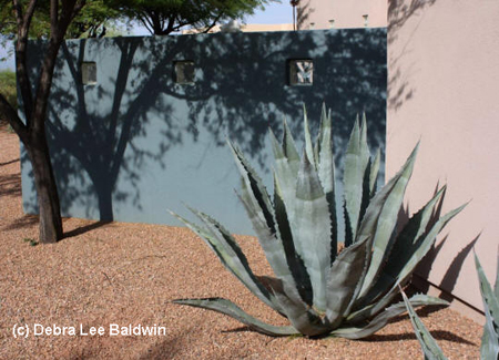 Agave americana