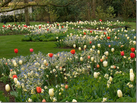 Bruidslaantje_2005_6[1].JPG-white tulips dotted with coral and forget me nots- JVDerKloet