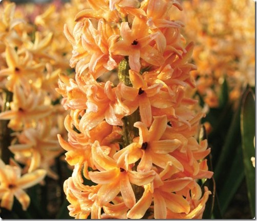 Hyacinth Firelights-Van Bourgondien