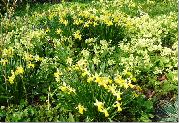 JVDKloet-Daffs...photo #1 for post