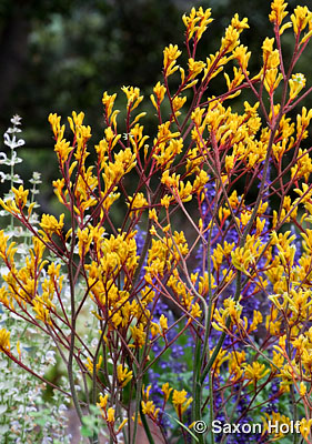 Kangaroo Paw - Anigozanthos 'Harmony' in drought tolerant California garden