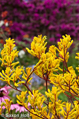  Kangaroo Paw - Anigozanthos 'Harmony' vertical