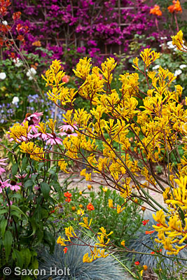 maroon red stems, Kangaroo Paw - Anigozanthos 'Harmony'