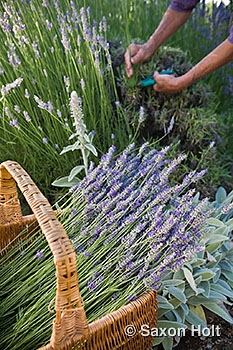 holt_988_0415 basket of fresh cut lavender