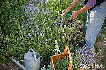 holt_988_0419 cutting english lavender