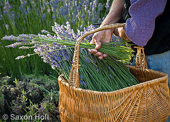 holt_988_0423 putting fresh harvested lavender into basket