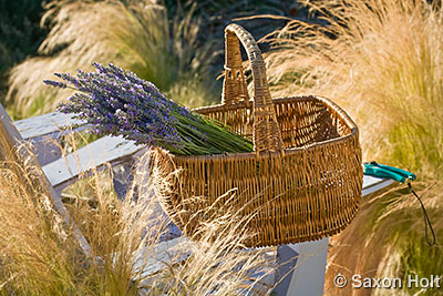 holt_988_0432 Lavender harvest in basket