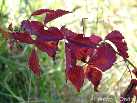 Wild Rubus fall color Oct 11 10