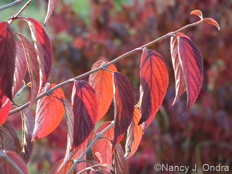 Viburnum plicatum fall color Oct 11 10