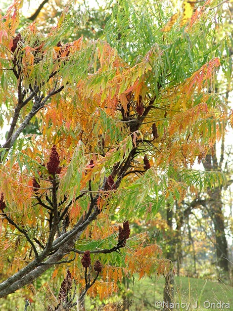 Rhus typhina 'Laciniata' fall color Oct 11 10