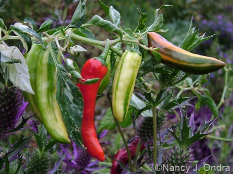 Capsicum annuum 'Fish'