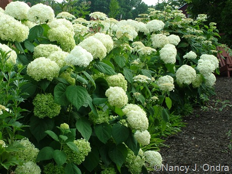 Hydrangea arborescens