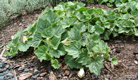 Asarina procumbens