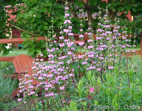 Phlomis tuberosa ‘Amazone’