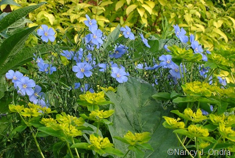 Linum perenne ‘Sapphire’