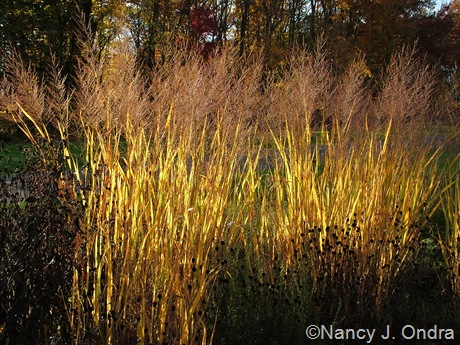 Panicum virgatum ‘Dallas Blues’