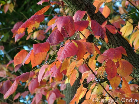Toxicodendron radicans