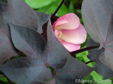 Gossypium herbaceum ‘Nigrum’