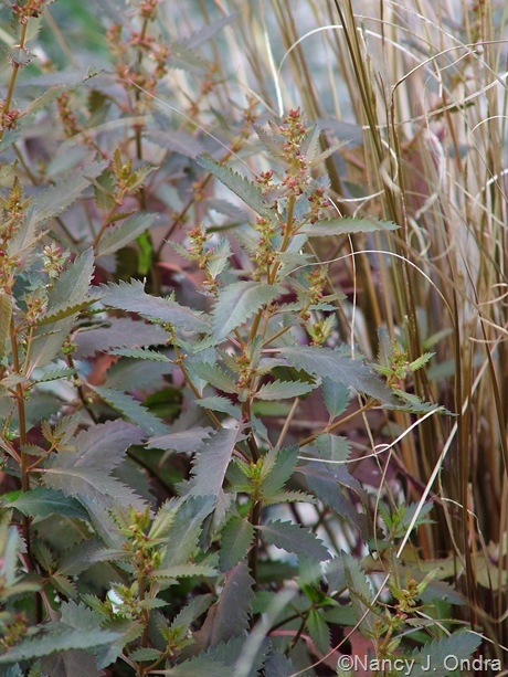 Haloragis erecta ‘Wellington Bronze’