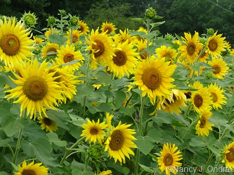Helianthus annuus