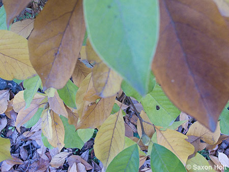 leaves Magnolia campbellii,