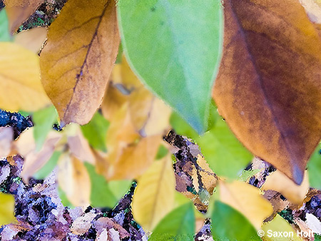 Holt_995_0034art+ copy.jpg leaves Magnolia campbellii, viewed with m'eyes recuperating, enhanced photoshop
