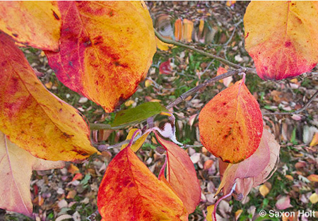 Holt_995_0046art copy.jpg fall leaves of dogwood tree, Cornus florida for m'eyes recuperating photoshop