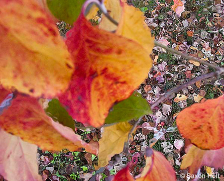 Holt_995_0049art copy.jpg fall leaves of dogwood tree, Cornus florida for m'eyes recuperating 2 photoshop