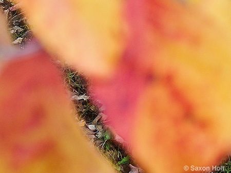 Holt_995_0053art copy.jpg narrow crack of focus,fall leaves of dogwood tree, Cornus florida for m'eyes recuperating