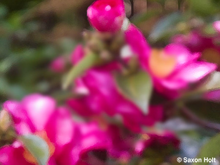 Holt_995_0055art copy.jpg pink flowers Camellia sasanqua 'Kanjiro' for m'eyes recuperating