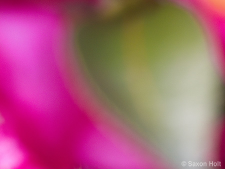 Holt_995_0056 copy.jpg pink flower and green leaf of Camellia sasanqua 'Kanjiro' for m'eyes recuperating